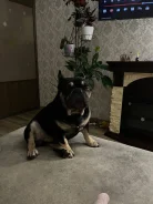 ����������� �������. ����