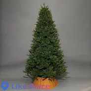 ���� �������������. ����