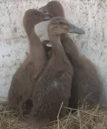 ����. ����