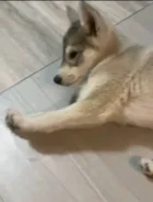 �����. ����