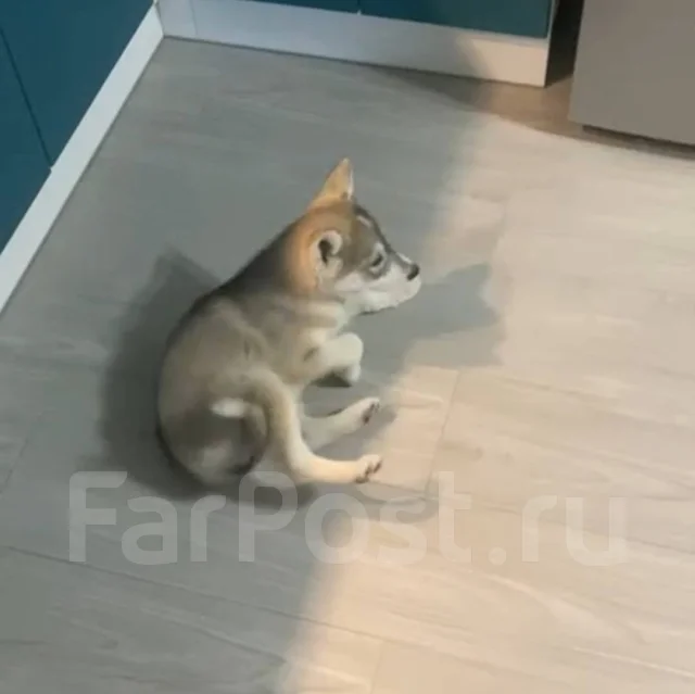 �����. ����