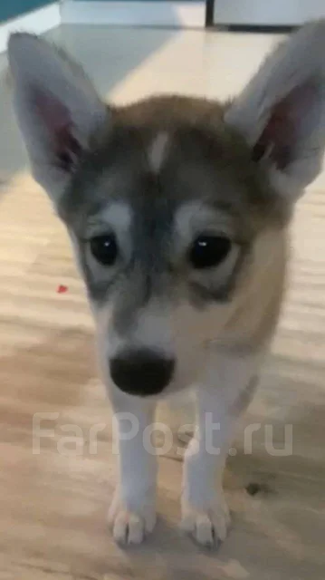 �����. ����