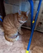 �����. ����