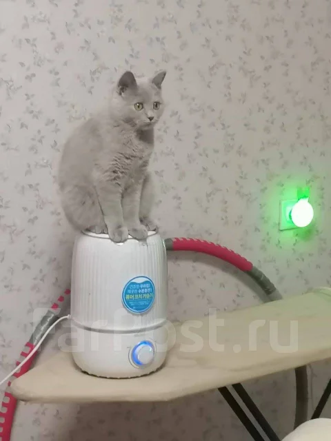 �����. ����