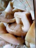 �����. ����