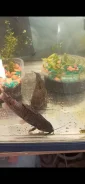���� ����������. ����