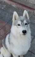 �����. ����
