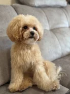 �������� �1 ������� ���� �������� . ����