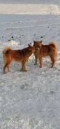 �����. ����