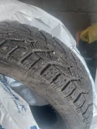 Tigar Ice. ������, ����������, 2021 ���, �/�, ����� 5 % ����