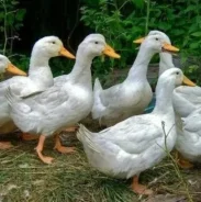 ����. ����
