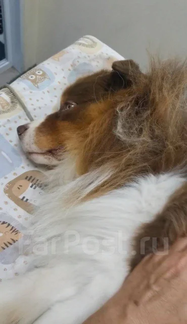 ������ ��� ����� ����