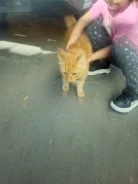 �����. ����