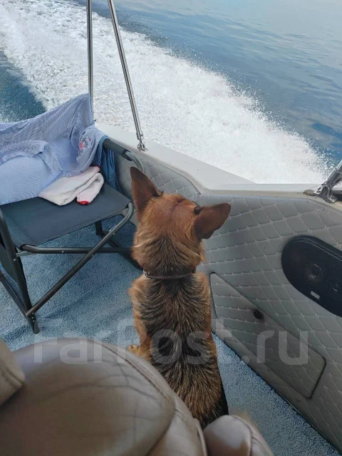 Searay. ����� 9��., ��������� ���������, 300��.�., ������ ����