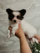 ��������. ����