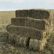 ����. ����