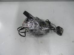 Alligator