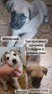 �������. ����