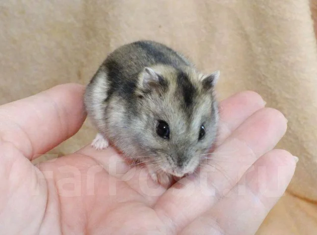 ����������� �������. ����