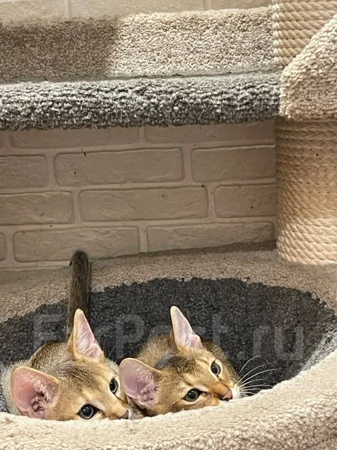 �����. ����