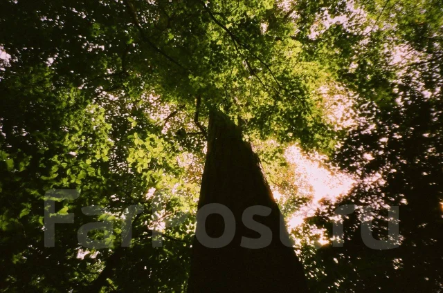 Contax. ���: 4� ����