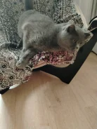 ����� �����. ����
