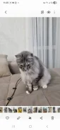 ���������� �������. ����