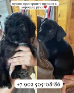 ������. ����