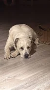 ������. ����
