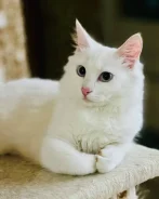 �����. ����