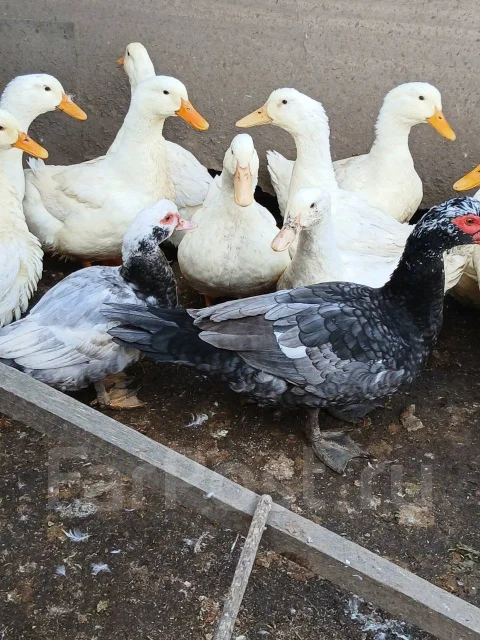 ����. ����
