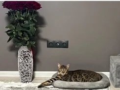 ����� � ������� ���� ������� ����