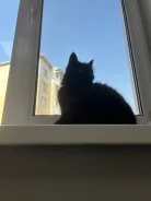 �����. ����