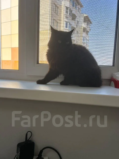 �����. ����