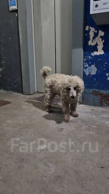 ������. ����