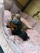 �����. ����