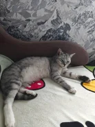 �����. ����