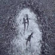   -.  .  ,   , ,   117 . 3 