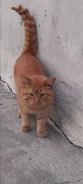 �����. ����