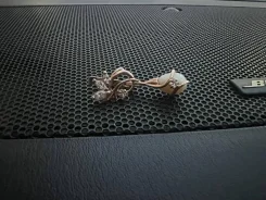 ������ �� �������������� ����