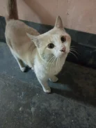 �����. ����