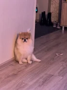 ����. ����