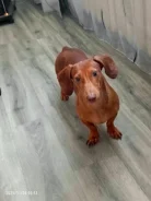 �����. ����