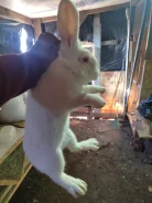 �������. ����