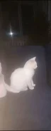 �����. ����
