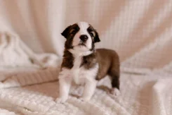 ������ �����. ��� ����� �� ������������ ����