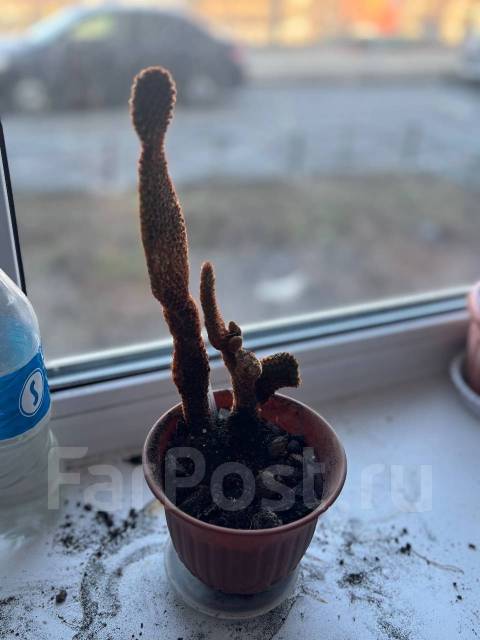 ������ ����