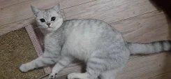 ����� �����. ����