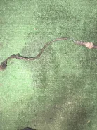 ������ ����������� 36531p8ea01 ����