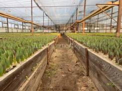 ��������. ��� ����� �� ������������ ����